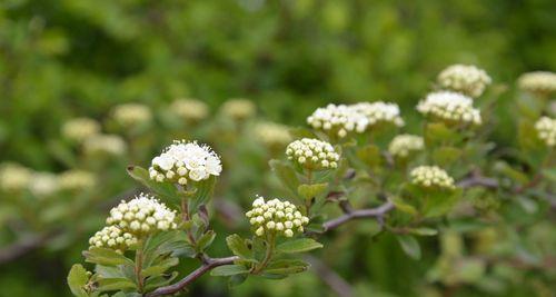 麻叶绣线菊花（绽放在草原上的芬芳）