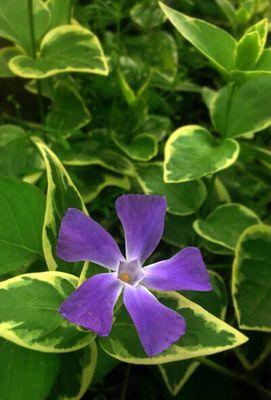 以蔓长春花的花语（生命力旺盛的长春花散发出的花语）