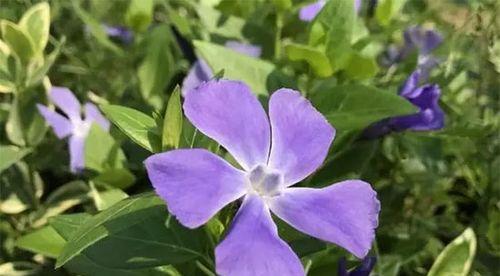 以蔓长春花的花语（生命力旺盛的长春花散发出的花语）