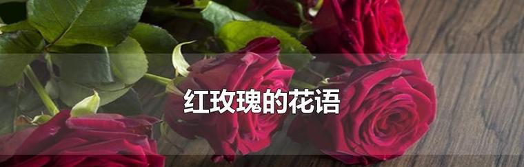 玫瑰与月季（一束芬芳的玫瑰与娇艳的月季）