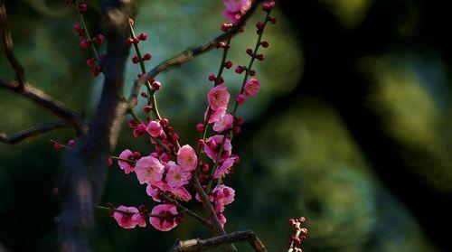 梅花花语-寄托坚毅与希望（用梅花的花语探索生命的坚毅与希望之源）