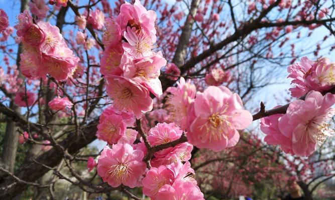 梅花的花语（赋予生命力与坚持之美的梅花）