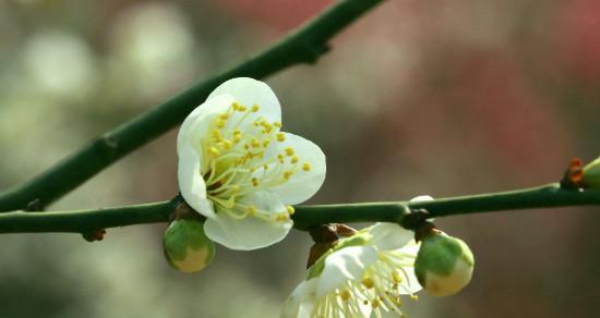 梅花的花语（赋予生命力与坚持之美的梅花）