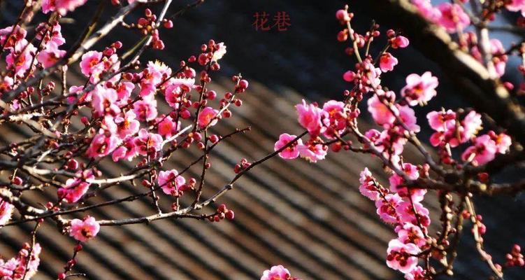 梅花的先花后叶寓意——生命的坚韧和希望（以梅花为象征的生命力和顽强精神）