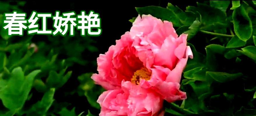 牡丹花（解读牡丹花的象征意义与文化内涵）