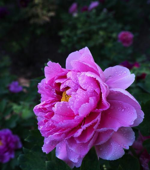 牡丹花开的寓意——花开富贵（富贵华丽、祥瑞吉庆）