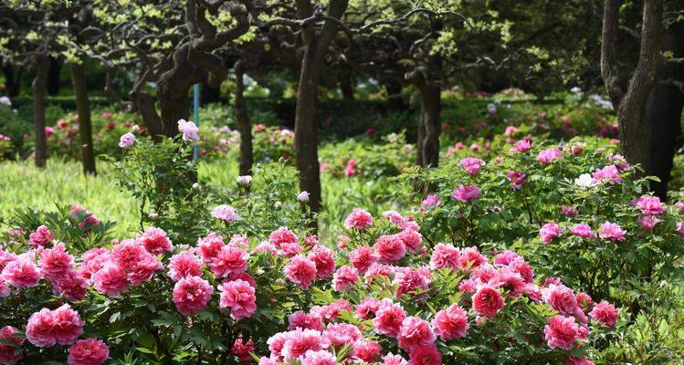 牡丹花开的寓意——花开富贵（富贵华丽、祥瑞吉庆）