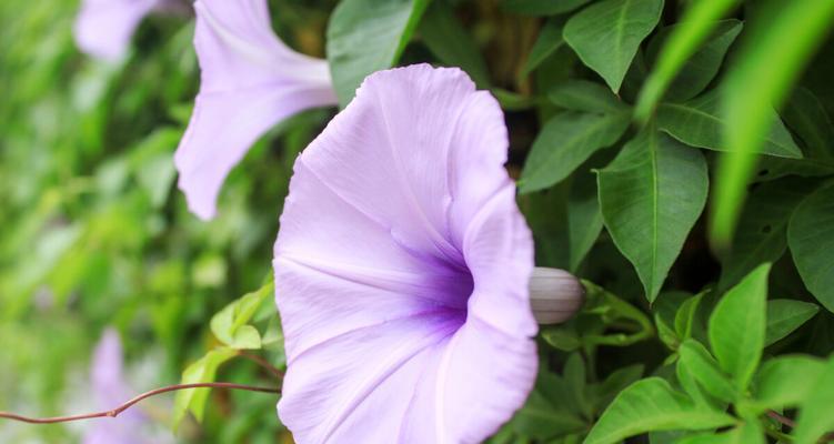 牵牛花的花语与美丽（探寻牵牛花的花语）