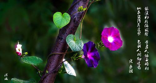 牵牛花的寓意与意义（探索牵牛花的象征与美好）