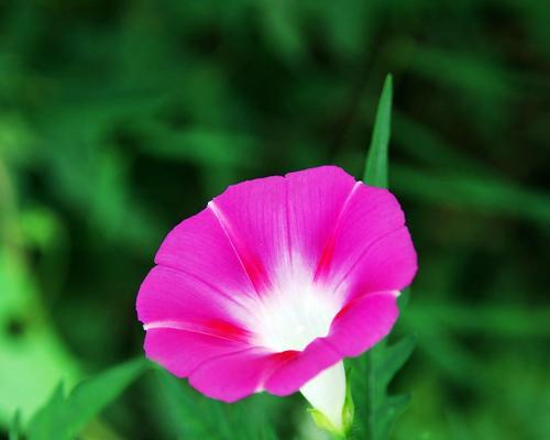 牵牛花的花语（牵牛花花语解析）