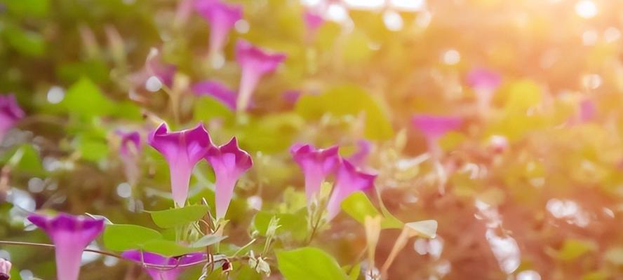 牵牛花的花语（牵牛花花语解析）