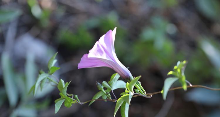 以牵牛花象征勇敢和坚韧精神的人（牵牛花的傲立与绽放）