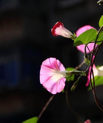 牵牛花的象征意义及文化价值（探索牵牛花作为花卉的魅力与内涵）