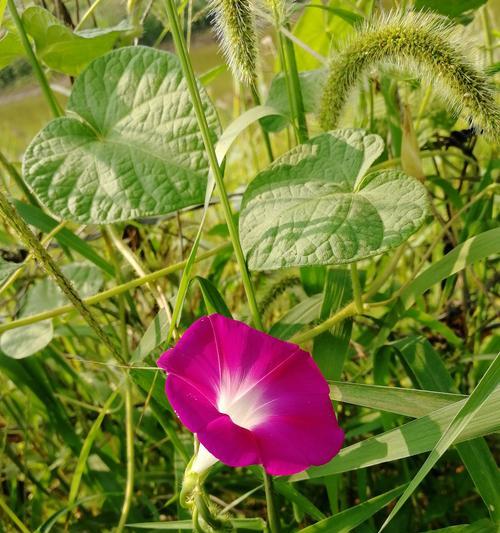 牵牛花的象征意义（探寻牵牛花的神秘之处）