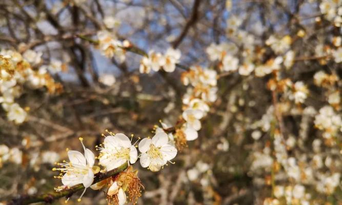 青梅花的花语及其寓意（传承经典之美）