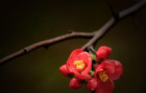 日本海棠花花语（唤醒心灵的盛夏之花）