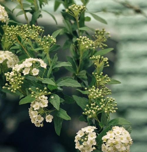 日系绿色切花小菊花的花语探秘（深入了解小菊花的含义及其在日系文化中的地位）