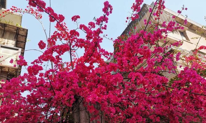 三角梅花（鲜花之语）