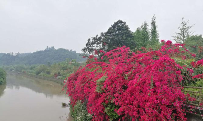 三角梅绽放的寓意（花开如锦）