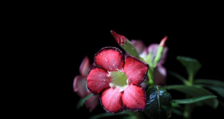 沙漠玫瑰花语（沙漠玫瑰花语启迪心灵）