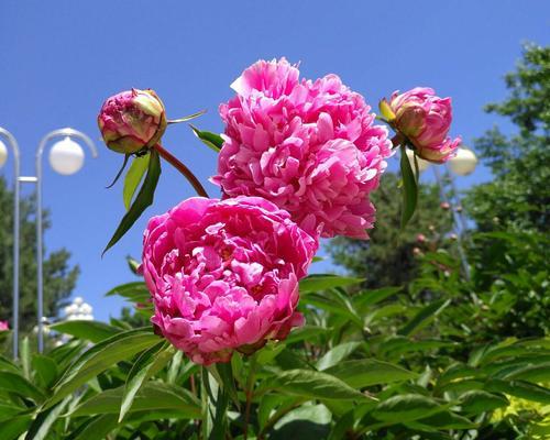 芍药花在家里的寓意——繁荣与幸福（鲜花盛开的居所）