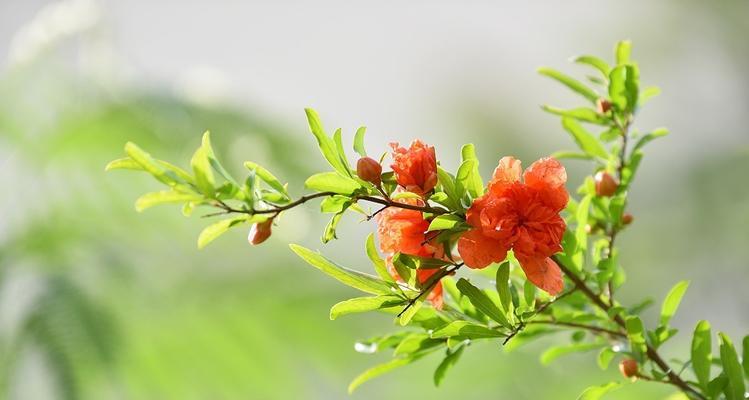 石榴花的风水含义与祥瑞之意（解读石榴花的吉祥象征及应用风水之道）