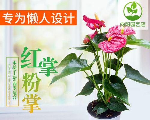 水培红掌之美——解读红掌花语（探秘红掌花的象征意义与养殖技巧）