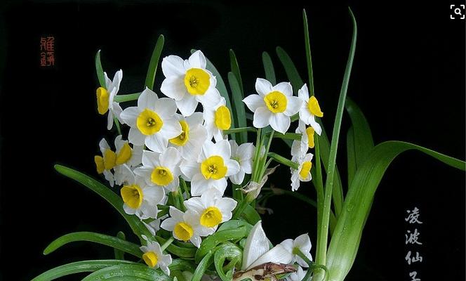 水仙花（美丽绽放的花朵中文）