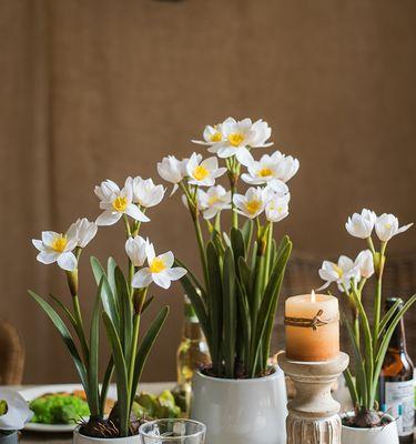 探索水仙的花期及其意义（水仙花期的神秘与美丽）