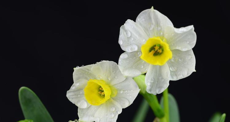 水仙花的花语与象征（探寻水仙花的神秘魅力与内涵）