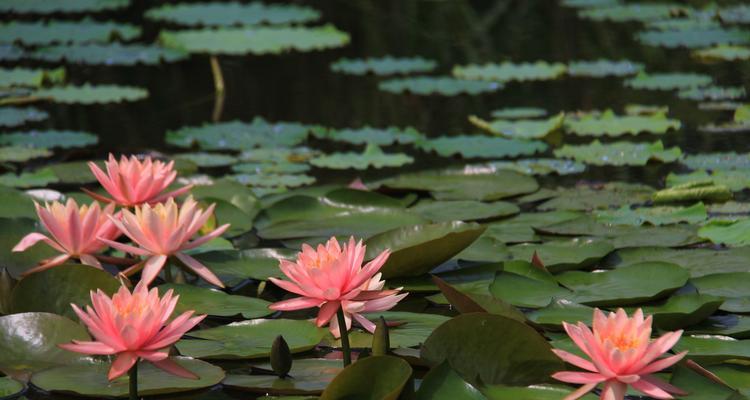 睡莲科代表植物——水莲（探秘水莲的形态）