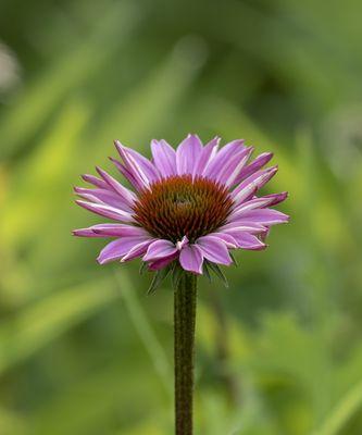 松果菊花语（探寻松果菊的花语与意义）