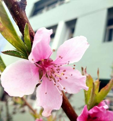 桃花盛开，花开富贵（桃花花语的深刻意义及传说）