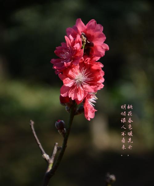 桃花盛开，花开富贵（桃花花语的深刻意义及传说）