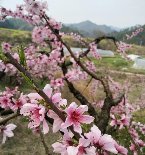 桃花盛开，花开富贵（桃花花语的深刻意义及传说）