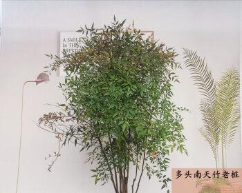 探寻天竺水培的寓意（以植物生长为喻）