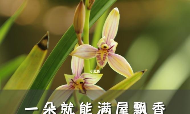 文兰花（以文兰花的寓意为主题）