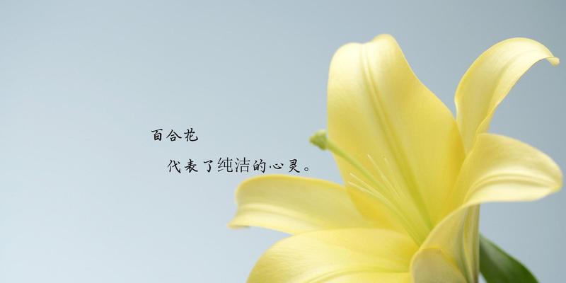 西伯利亚百合的花语（探寻西伯利亚百合的花语之美）