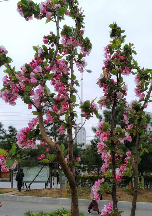 以西府海棠花语为主题的文章（探寻海棠花的魅力与意义）