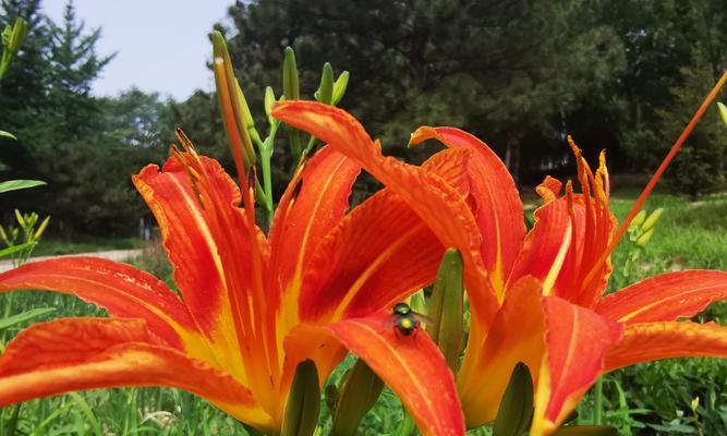 夏水仙花语的深层意义（探索夏水仙的花语之美）