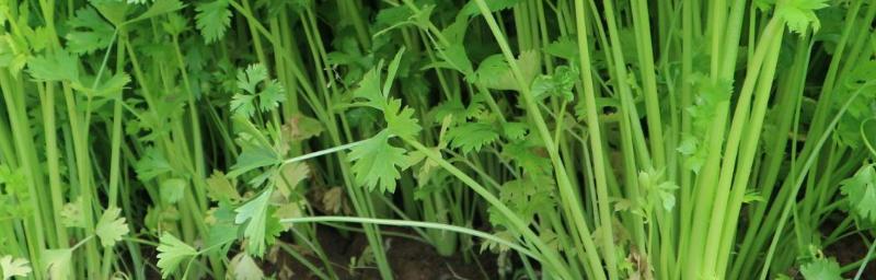 芹菜的生长周期究竟有多长时间（探究芹菜生长周期）