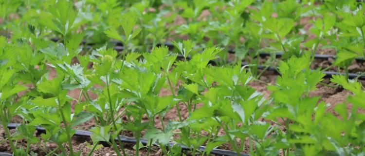 从种子到收获——芹菜的种植技巧（掌握芹菜种植时间和方法）