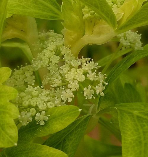 如何养护芹菜花（轻松掌握芹菜花的生长技巧）