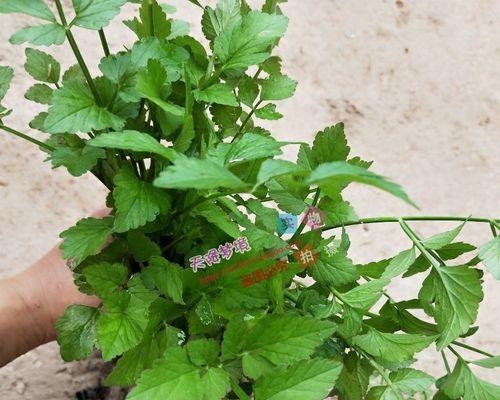 芹菜苗冬天会冻死吗（解析芹菜苗在寒冷冬季生长的秘密）