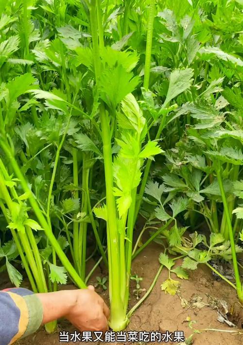 芹菜耐寒能力介绍（了解芹菜的耐寒温度和生长习性）