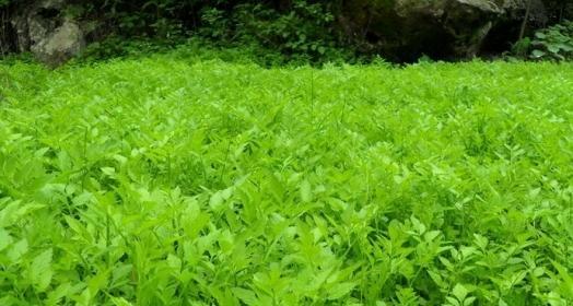 芹菜不是草本植物（探究芹菜的植物学特征和营养价值）