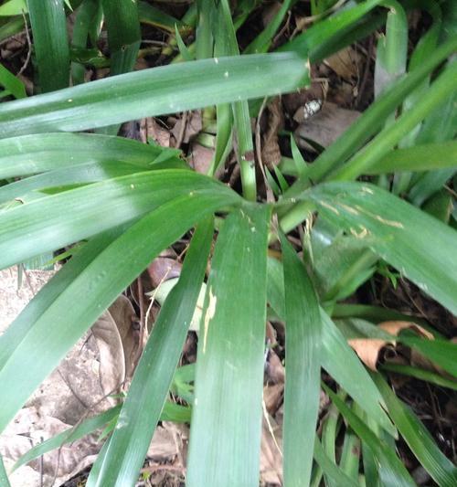 芹菜的植物学特征及分类（揭秘芹菜是单子叶植物的真相）