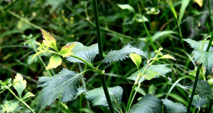 芹菜的分类与特点（揭开芹菜属植物的神秘面纱）