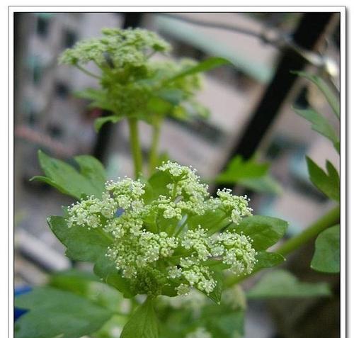 芹菜的科学之旅（探索伞形科植物的奥秘）