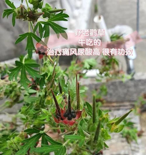 芹菜炭疽病防治（发病原因与治疗方法）